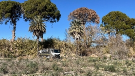 Los pinos centenarios de Churra reciben un segundo riego de emergencia tras los fuertes episodios de calor