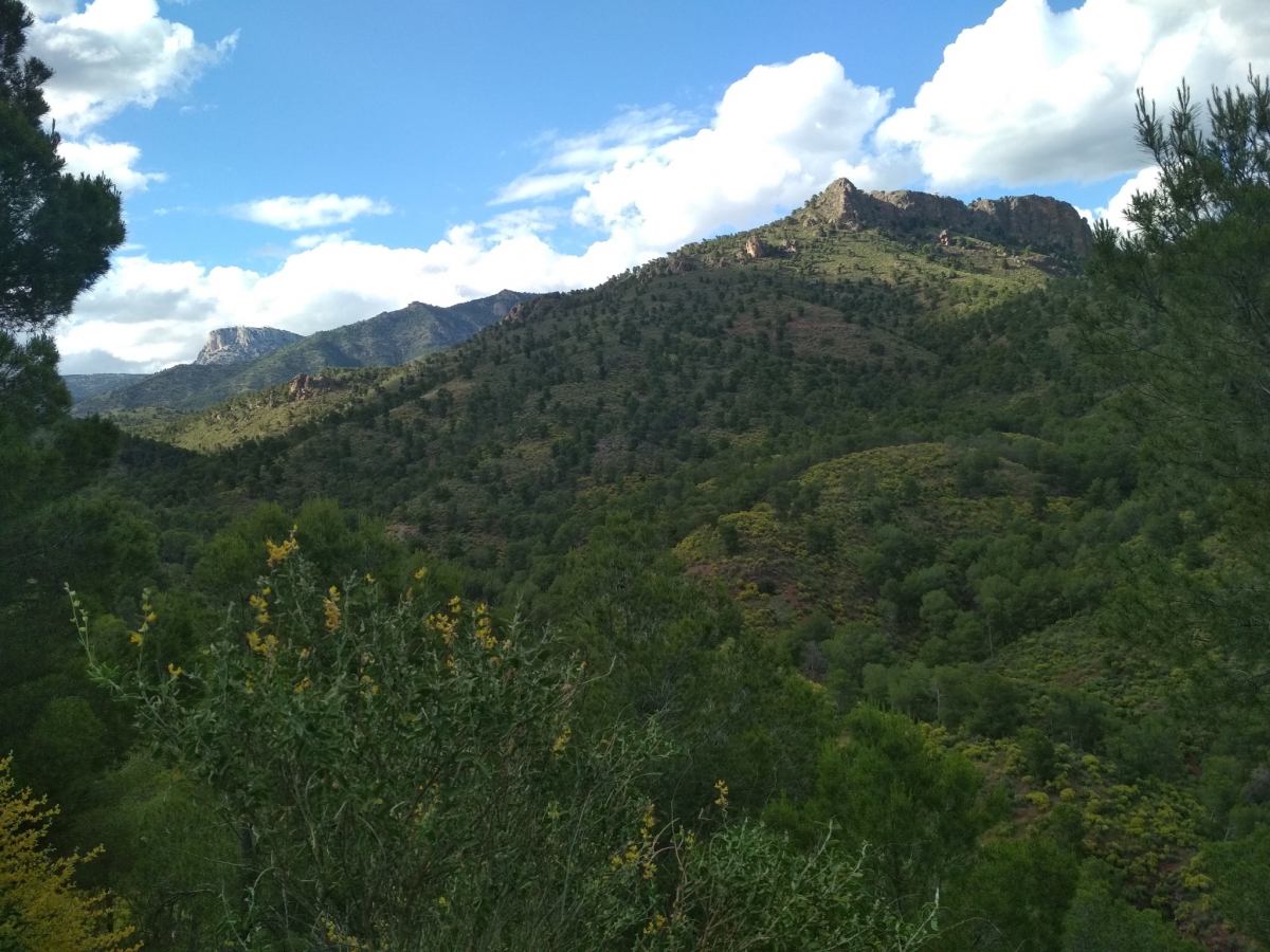 Árboles monumentales en Sierra Espuña - Foto: CARM