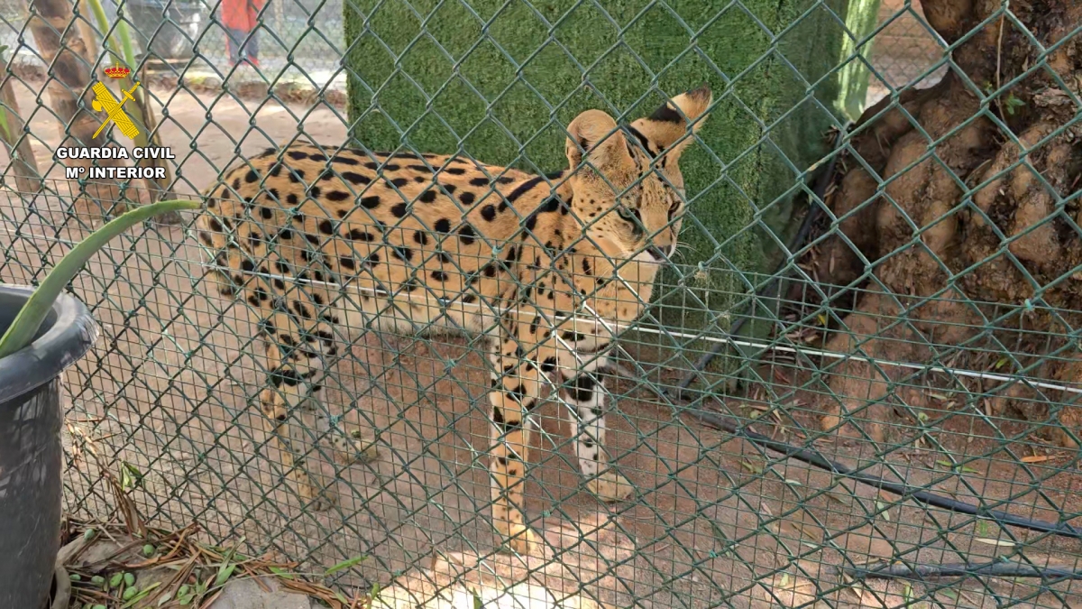 Desmantelan en Nules un zoo privado clandestino con 150 animales exóticos