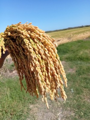 La producción del arroz del Marjal de Pego-Oliva aumenta un 50%