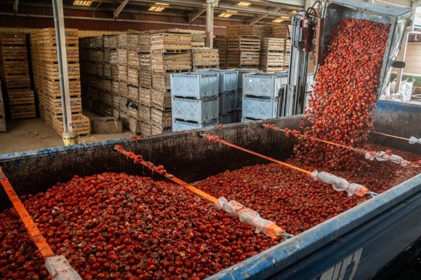 Buñol se prepara para su 78 Tomatina con la carga de los 120.000 kilos de tomate en los camiones