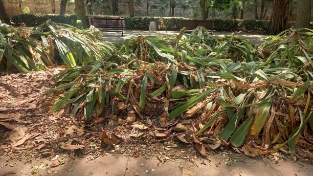 El PSPV denuncia el deterioro del Jardín del Turia con plagas en el arbolado y 