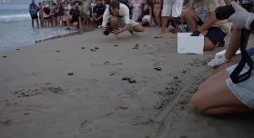 Liberadas al mar las crías de tortuga boba nacidas en el nido de la Playa del Carabassí