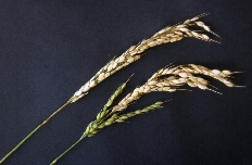 AVA-Asaja alerta del "grave daño" que causa la pyricularia en más de la mitad de las parcelas de arroz