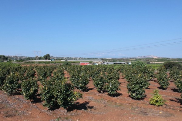 Cerca de 200 agricultores de Picassent afectados por la Dana reciben un millón de euros de Fundación Amancio Ortega