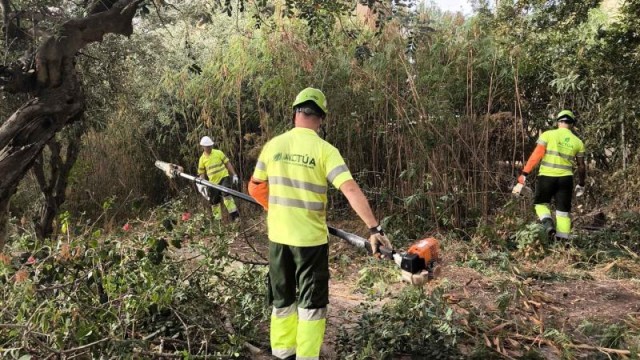 Benidorm limpia una parcela forestal del Murtal para proteger la zona ante posibles incendios
