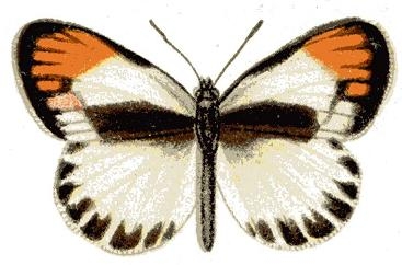 Mariposa alcaparrera (Colotis evagore)