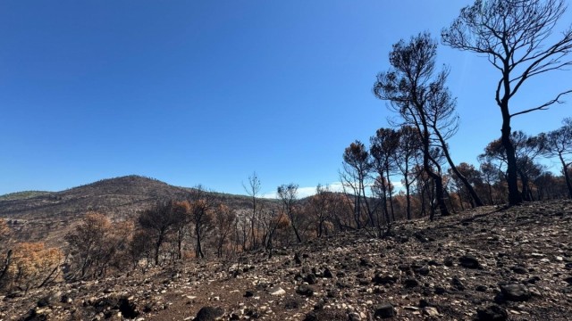 La Generalitat activa la evaluación para la restauración ecológica por el incendio de Teresa de Cofrentes