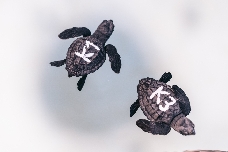 Nules presencia el nacimiento de centenares de tortugas en peligro de extinción en sus playas