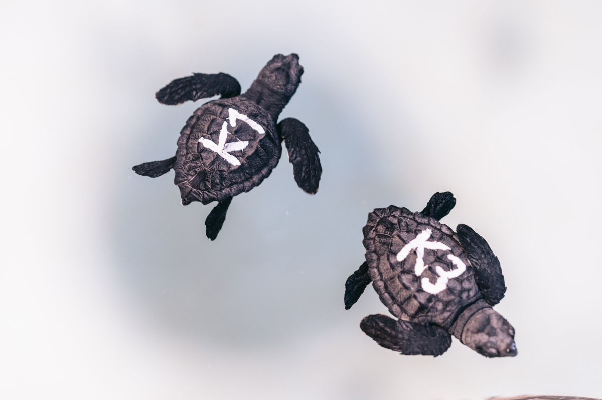 Nules presencia el nacimiento de centenares de tortugas en peligro de extinción en sus playas