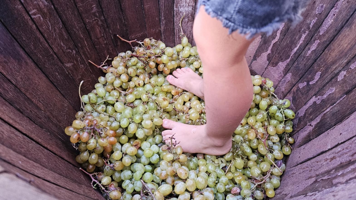 La xafada del raïm - La xafada del raïm