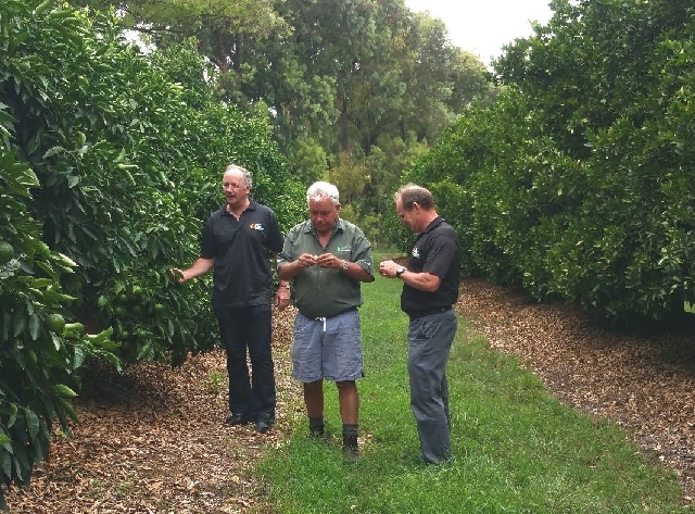 Otra  amenaza para el cítrico: la UE retirará en 2026 el arancel a las naranjas de Sudáfrica tras disparar sus envíos en 10 años
