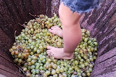 La Festa del Moscatell tiñe de aromas de vino la localidad de Teulada