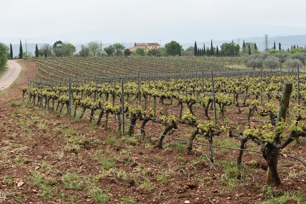 El vino de Castellón encara un buen año: remonta la cosecha y la denominación de origen asoma en 2026