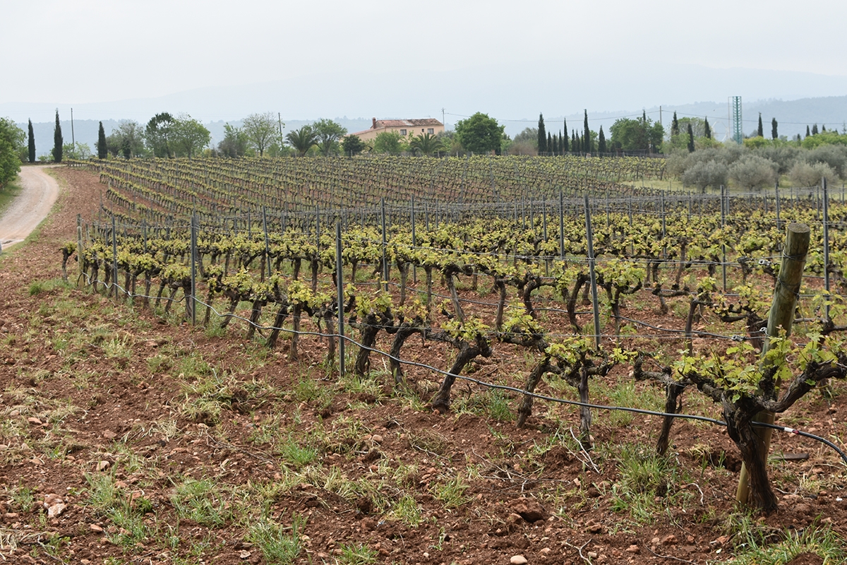 El vino de Castellón encara un buen año: remonta la cosecha y la denominación de origen asoma en 2026