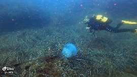 Un buceador avista una medusa gigante y muy rara de ver en aguas de Cabo de Palos: estas son las imágenes