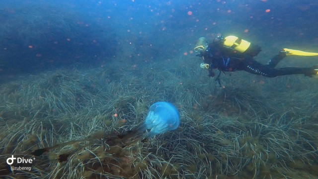 Un buceador avista una medusa gigante y muy rara de ver en aguas de Cabo de Palos: estas son las imágenes