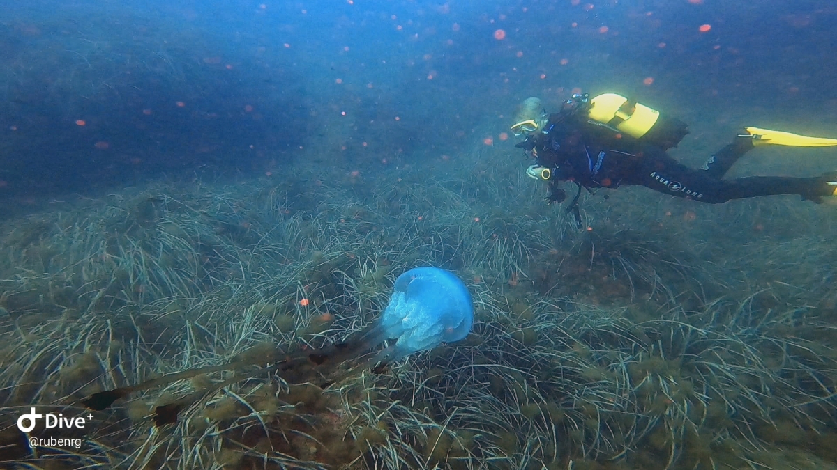 Un buceador avista una medusa gigante y muy rara de ver en aguas de Cabo de Palos: estas son las imágenes