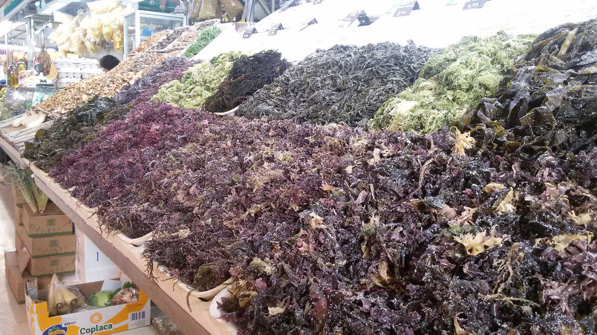 El señor de las algas 