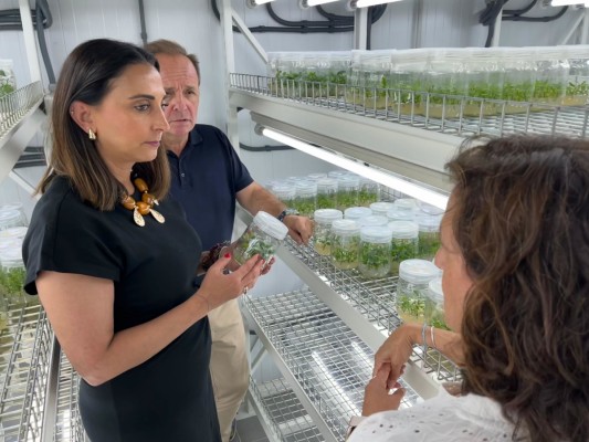 El 'superpomelo' murciano: el Imida desarrolla nuevas variedades que mejorarán la producción y tendrán más calidad