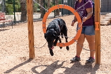 Cartagena contará con dos nuevos parques caninos en Canteras y la Rambla