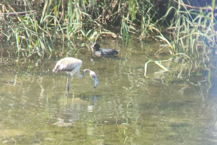 La guardería rural de la desembocadura del Mijares avista un flamenco joven en el cauce del río