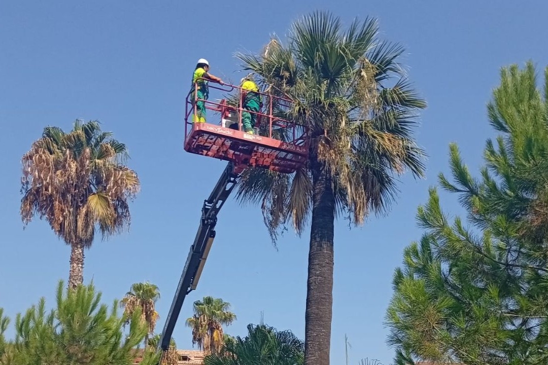 Vila-real revisarà i tractarà amb un Pla integral més de 300 palmeres per l’amenaça del morrut roig