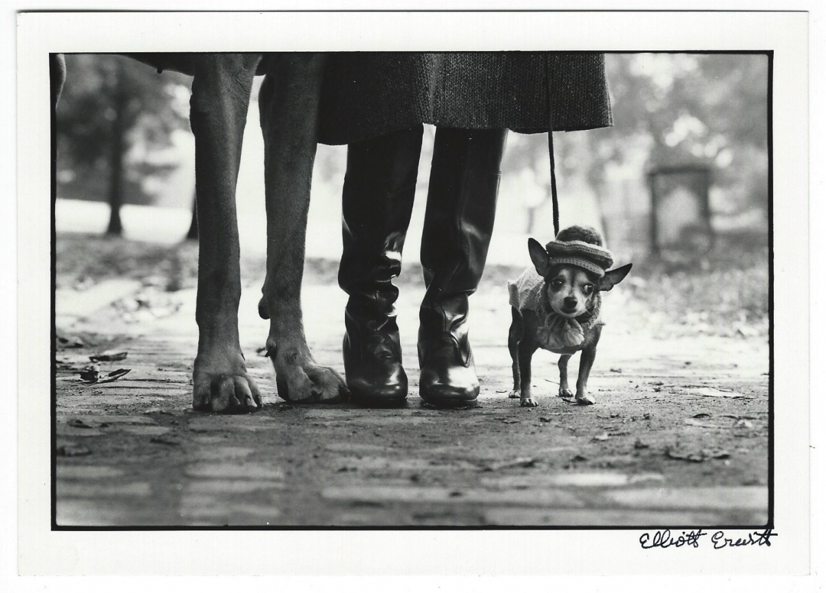 Dogs Legs. Nueva York, 1974 