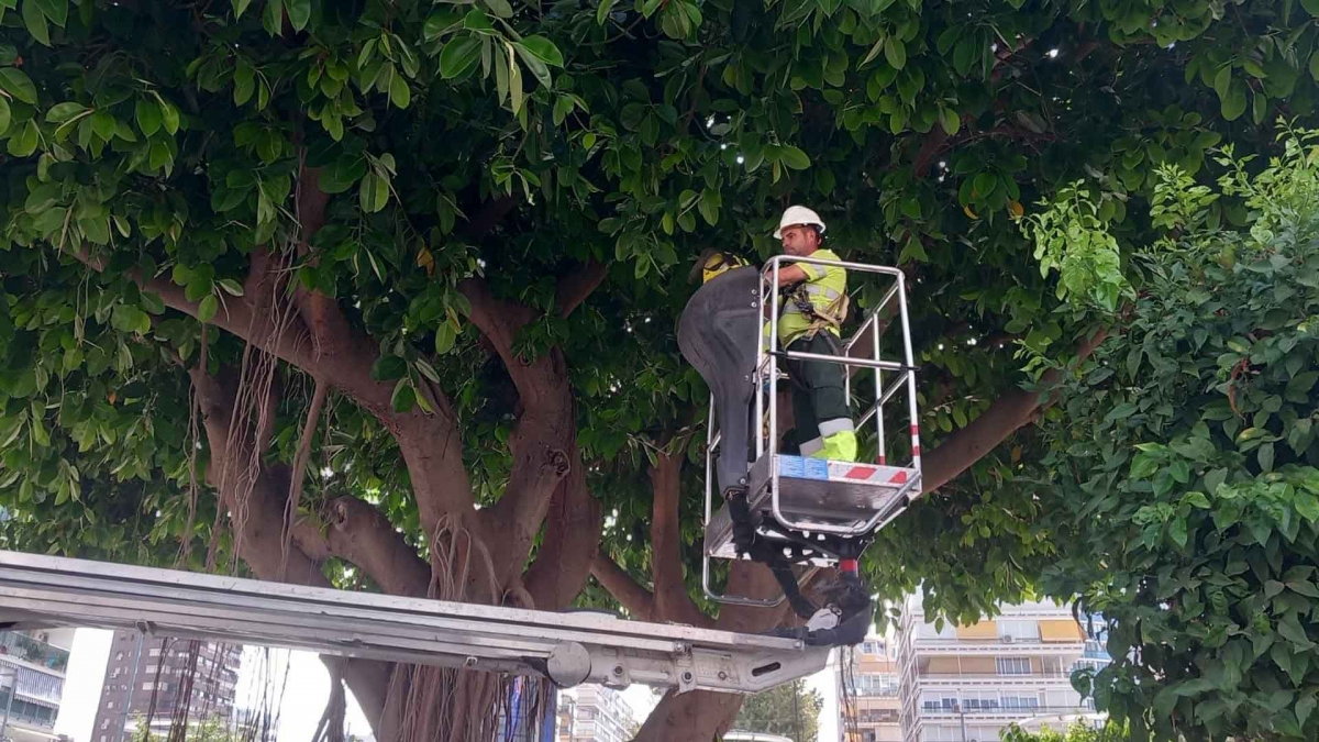 Benidorm interviene en las zonas verdes y arbolado antes del nuevo contrato de parques y jardines