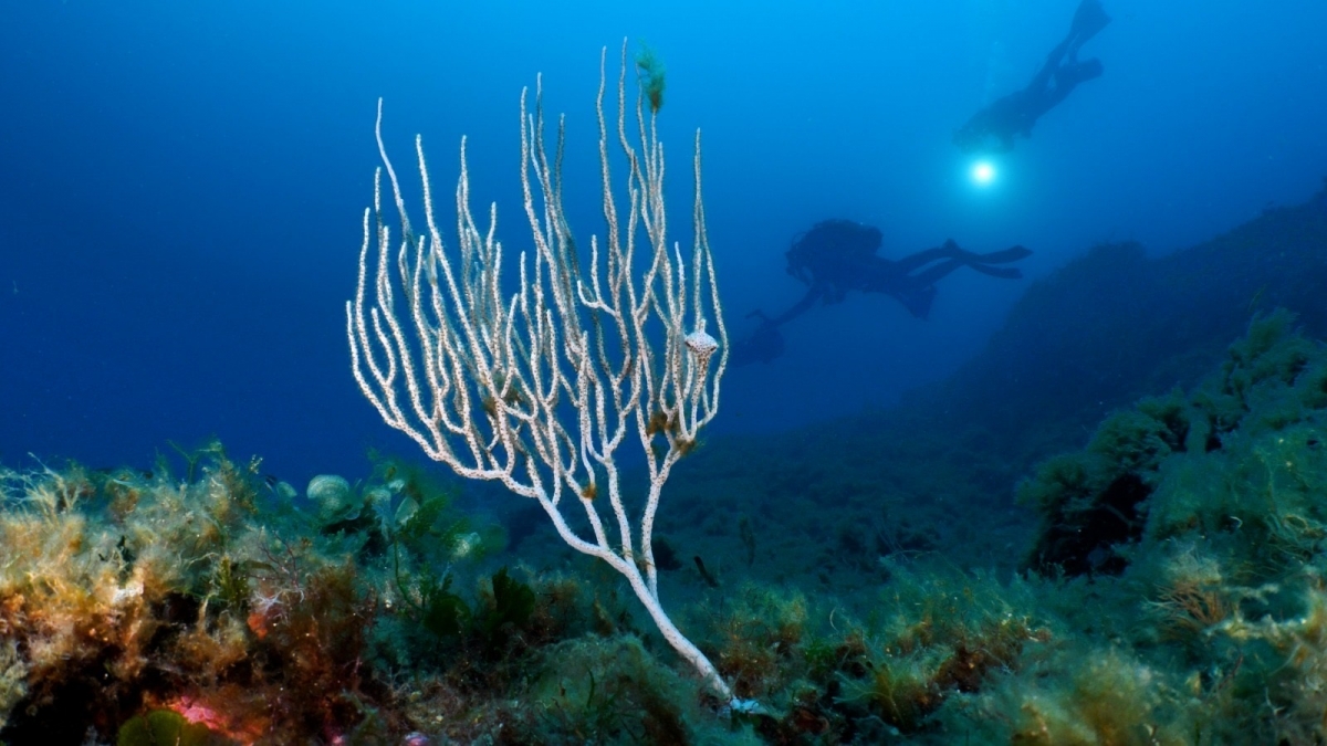 La misión científica a los Bancos de Skerki confirma su valor como refugio marino del Mediterráneo