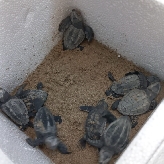 Una tortuga marina desova en la playa del Carregador de Alcossebre y 8 de sus neonatos irán al Oceanogràfic