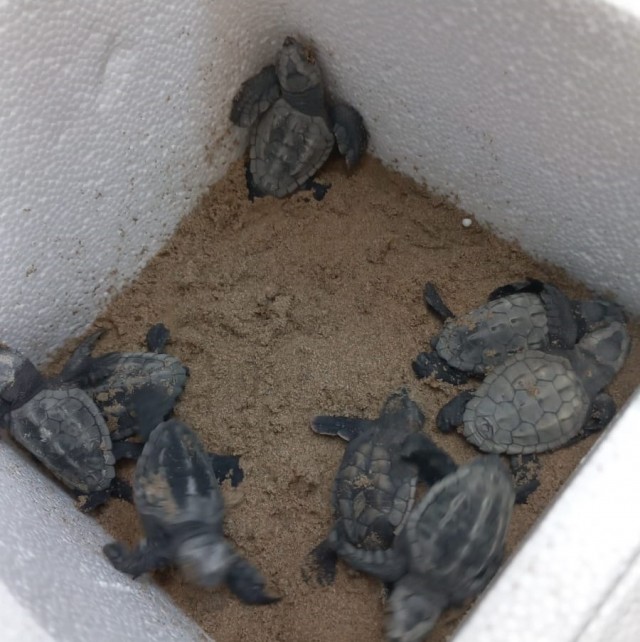 Una tortuga marina desova en la playa del Carregador de Alcossebre y 8 de sus neonatos irán al Oceanogràfic