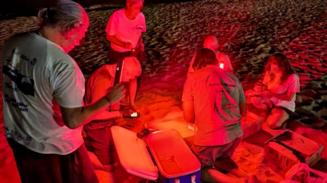 Eclosionan 92 huevos de 'tortuga boba' en una playa de El Campello