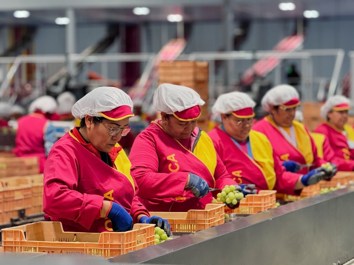 Trabajadores de Moyca - 