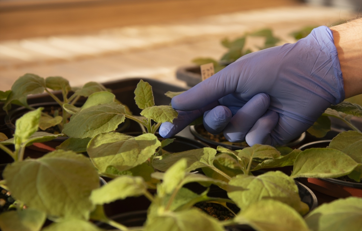 El IBMCP elabora un método para evaluar el uso de distintos productos naturales como bioestimulantes en plantas