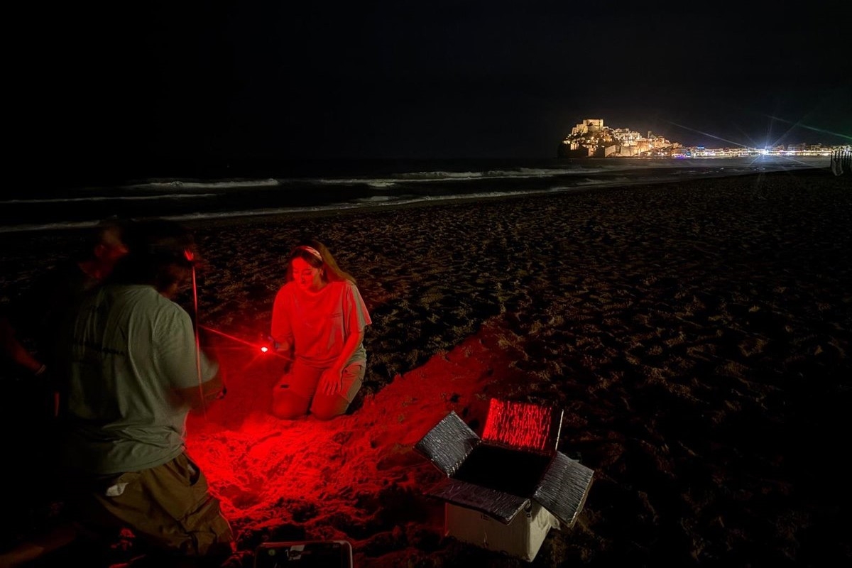 Voluntarios de la ONG Xaloc Mar detectan un nuevo nido de 93 huevos de tortuga marina en Peñíscola