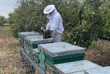 Bejís apuesta por el territorio con el desarrollo y la defensa de la apicultura