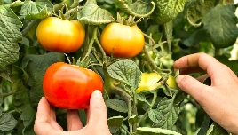 Renovado el convenio de manipulado de tomate en la Región: reducción de jornada y subida salarial del 2,7% cada año