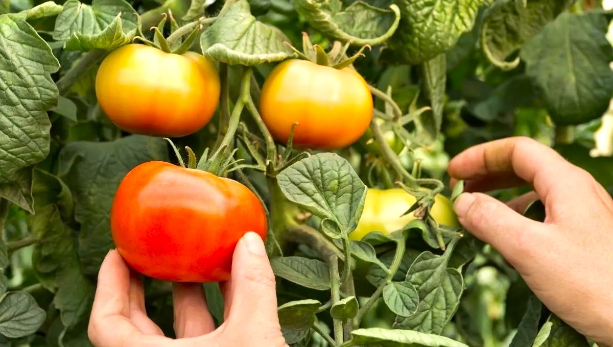 Lechugas, brócolis y tomates ayudan a las plantas a adaptarse al cambio climático