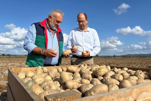 La patata temprana del Campo de Cartagena, protagonista en la Feria Agro de Limia en Galicia