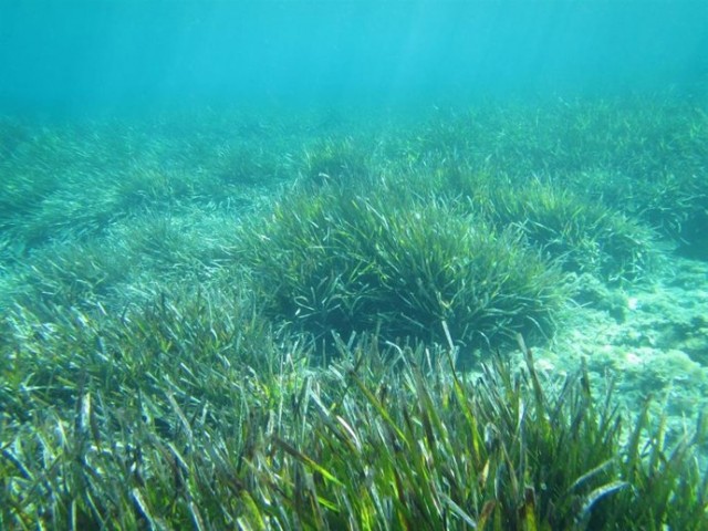 Denuncian a varias embarcaciones por fondear sobre praderas de posidonia en Xàbia