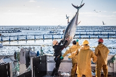 Ricardo Fuentes obtiene la certificación internacional Ikejime Quality para su atún rojo