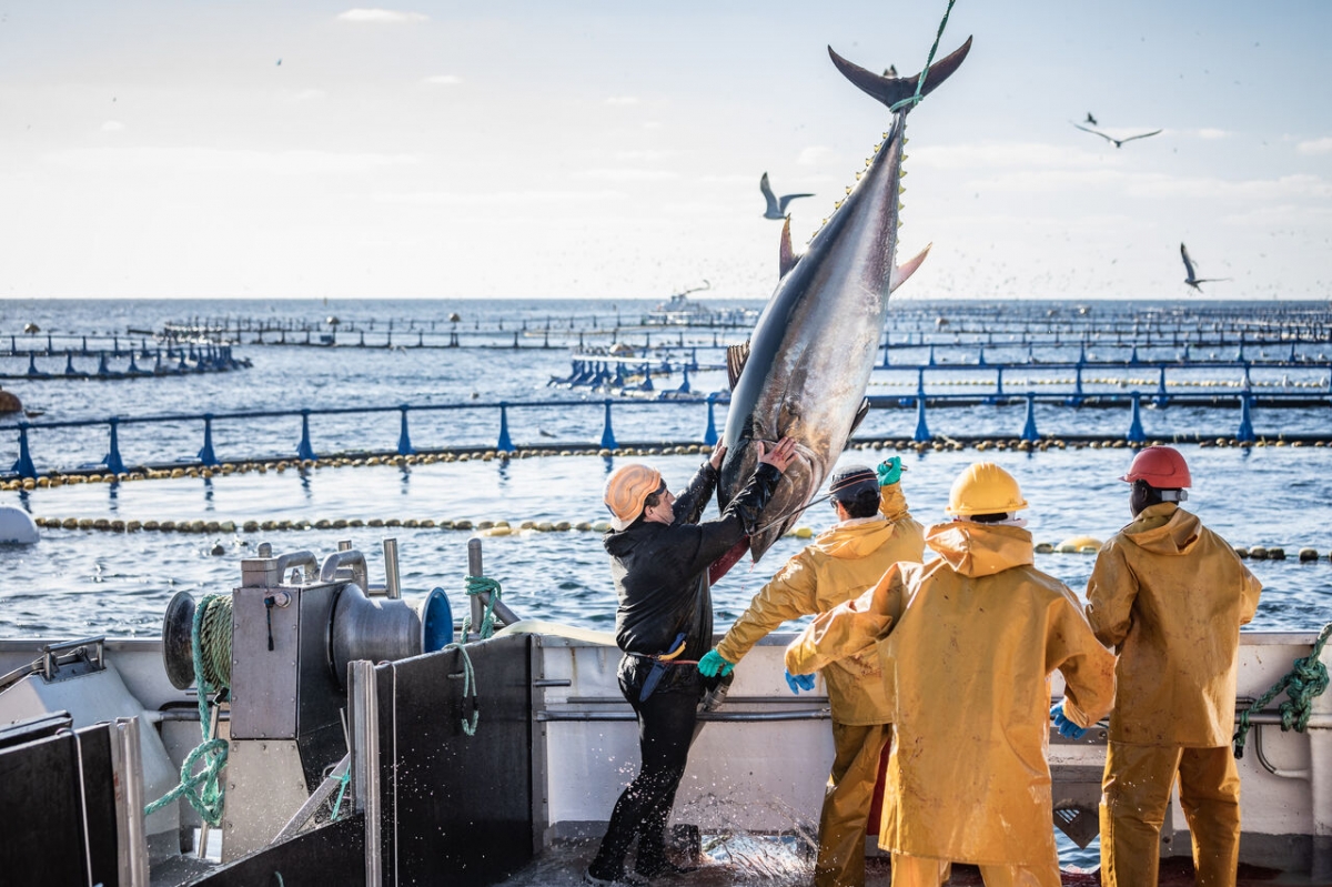 Ricardo Fuentes obtiene la certificación internacional Ikejime Quality para su atún rojo