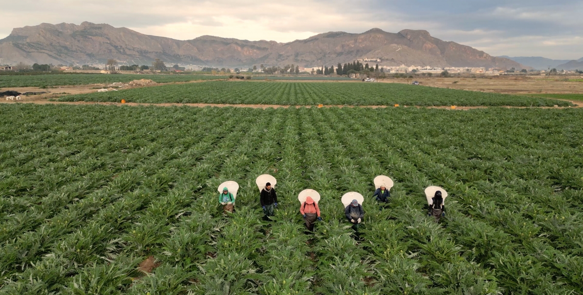 Cítricos, alcachofa, almendro y brócoli lideran la superficie de cultivo en la Vega Baja del Segura 