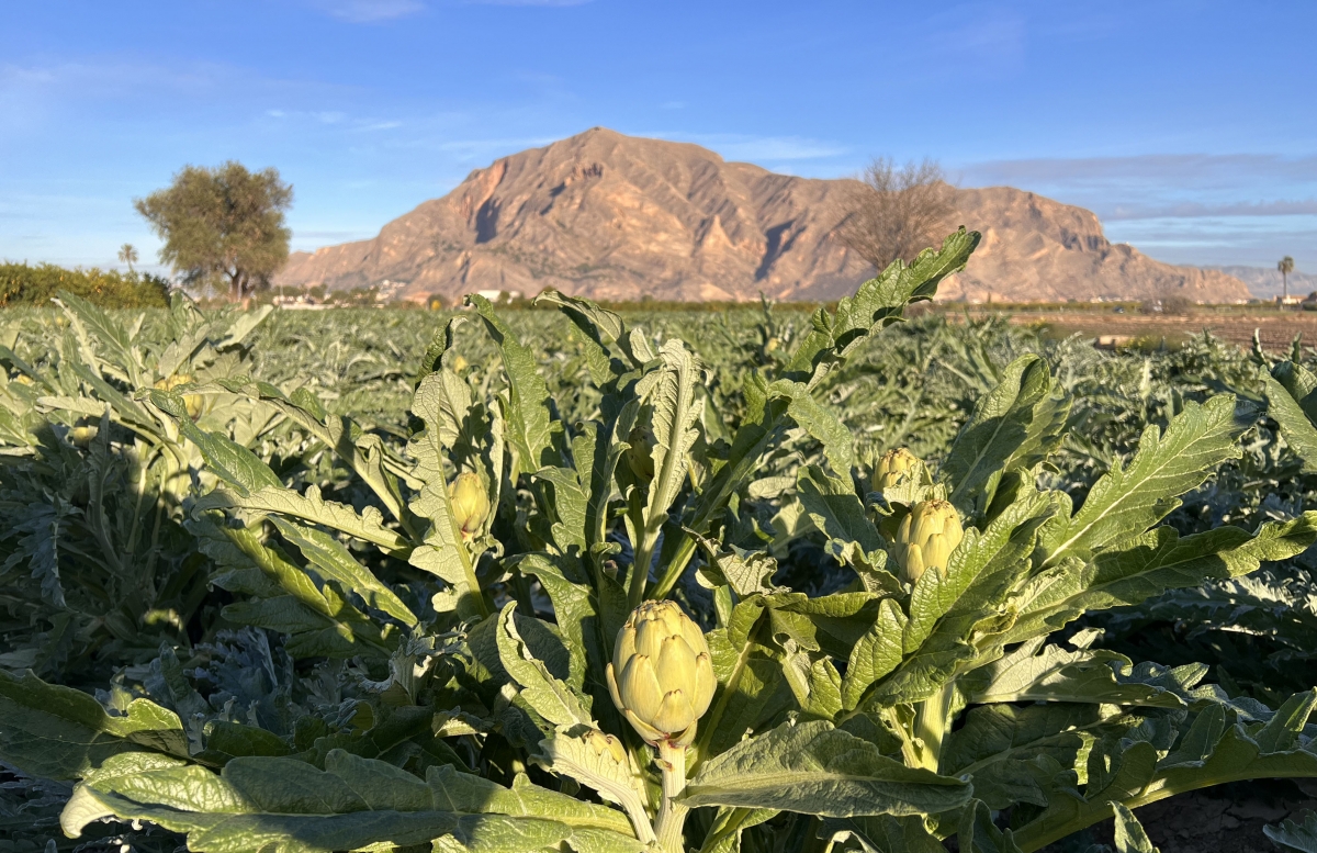 Alcachofas en la Vega Baja.