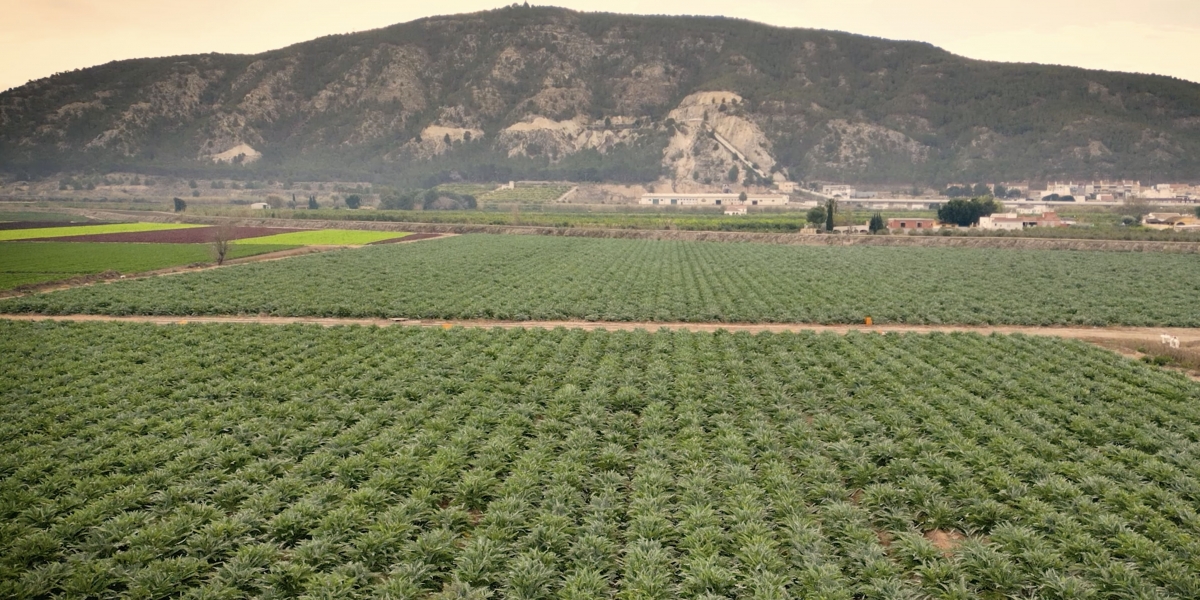 Campos de cultivo en la Vega Baja.