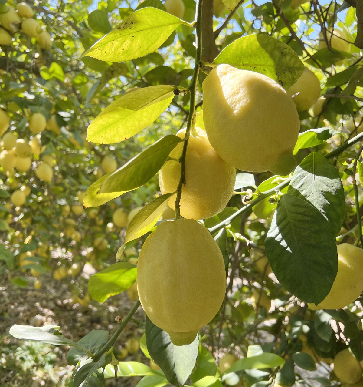 Limonero en la Vega Baja.