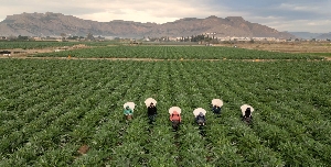Cítricos, alcachofa, almendro y brócoli lideran la superficie de cultivo en la Vega Baja