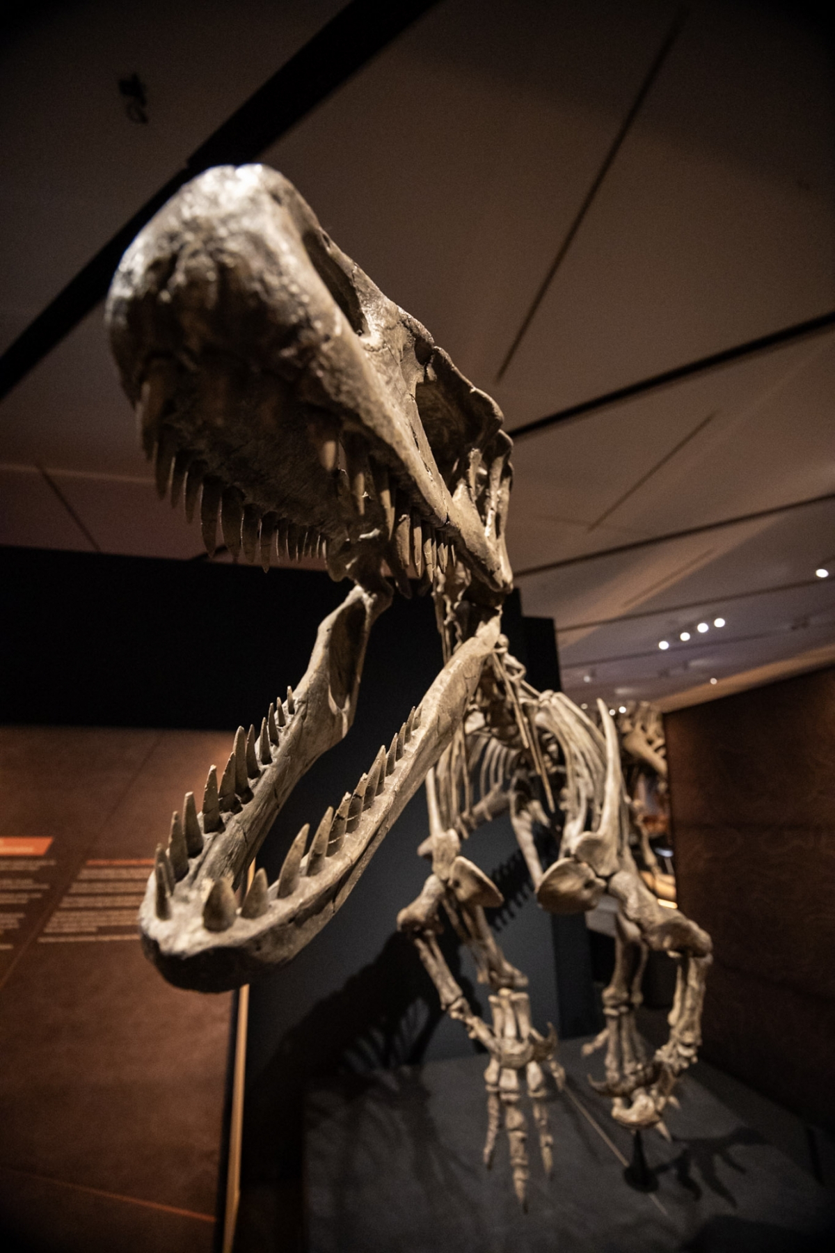 Detalle de la dentadura del Tyrannotitan chubutensis.