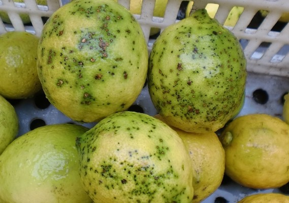Ava-Asaja denuncia que los cítricos sudafricanos ya acumulan este año 13 detecciones de mancha negra